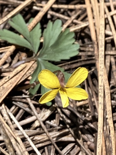 Image of Viola sheltonii by (c) Aaron Liston, some rights reserved (CC BY)