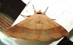 Ophyx ochroptera