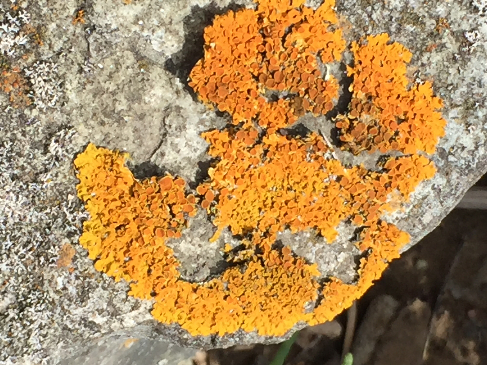 Xanthoria image
