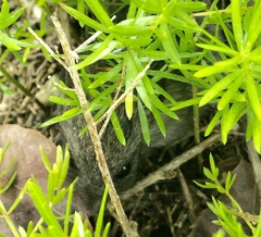 Microtus californicus