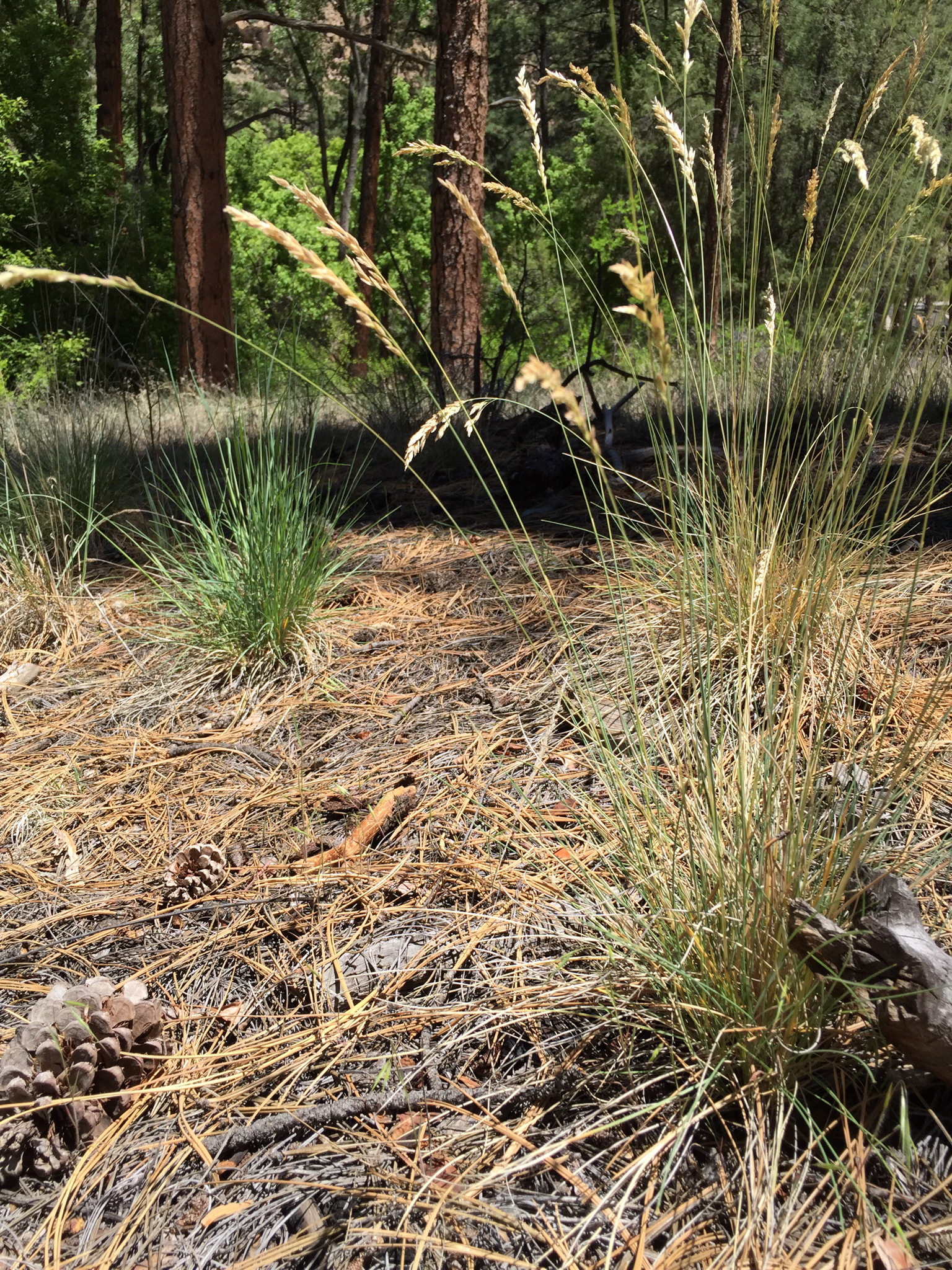 Poa fendleriana