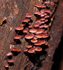 Mycena kurramulla