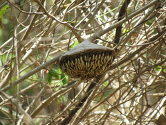 Apoica pallens image