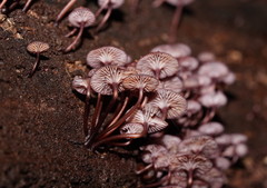 Mycena kurramulla
