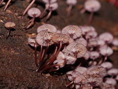 Mycena kurramulla