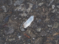 Xyloryctidae