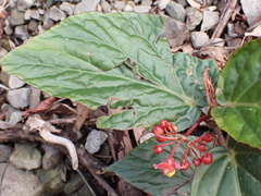 author not stated, no rights reserved Begonia hatacoa, photograph author not stated, no rights reserved