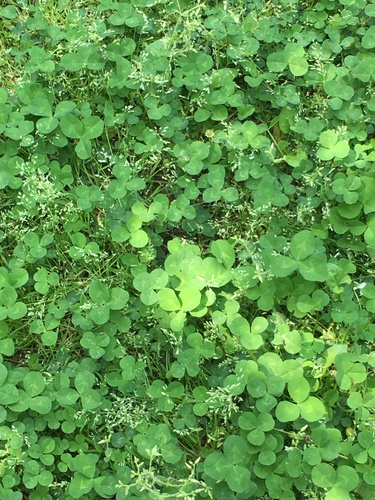 white clover