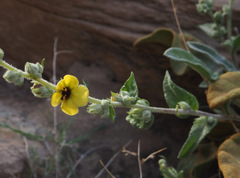 Verbascum petrae