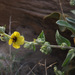 Verbascum petrae - Photo (c) Ron Frumkin, alguns direitos reservados (CC BY-NC), uploaded by Ron Frumkin