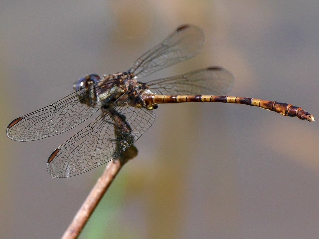 Progomphus dorsopallidus
