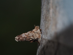 Striglocyrbasia meguae