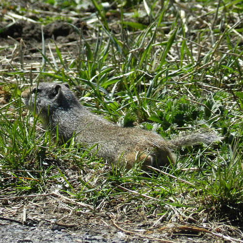 Uinta Ground Squirrel