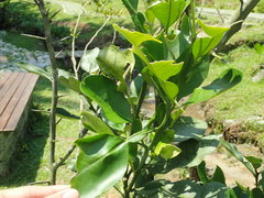 Citrus hystrix