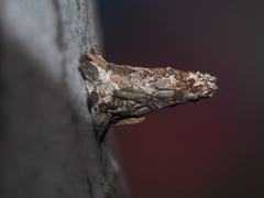 Striglocyrbasia meguae