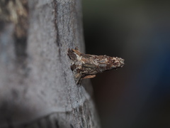 Striglocyrbasia meguae