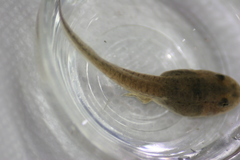 Lithobates sphenocephalus