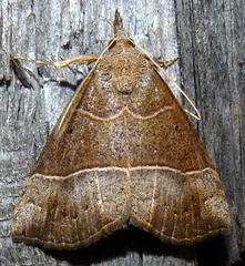 Hypena deceptalis