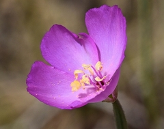 Clarkia gracilis