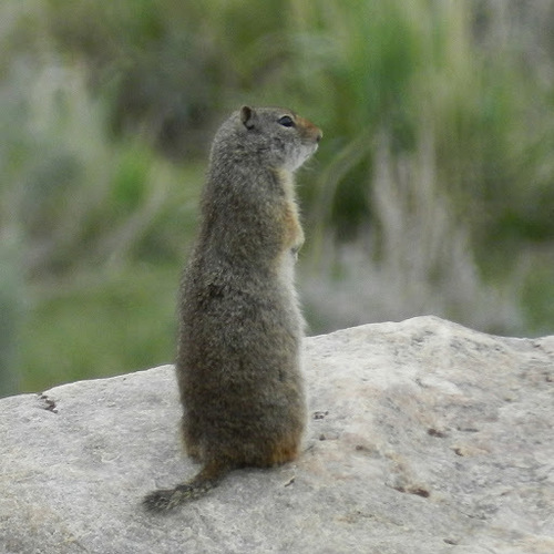 Uinta Ground Squirrel