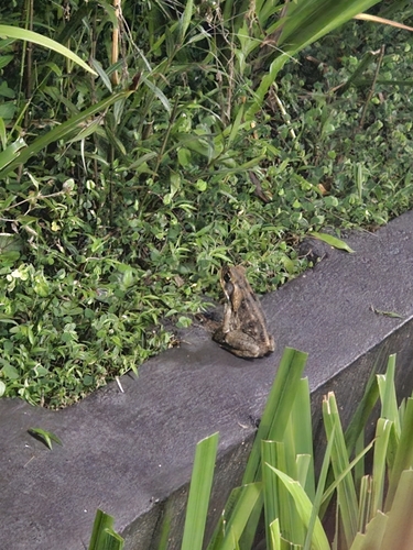 Cane Toad