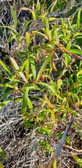 Billardiera cymosa