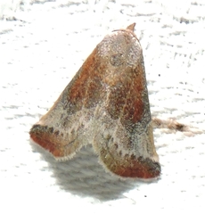 Mataeomera mesotaenia