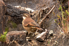 Cinclodes albidiventris