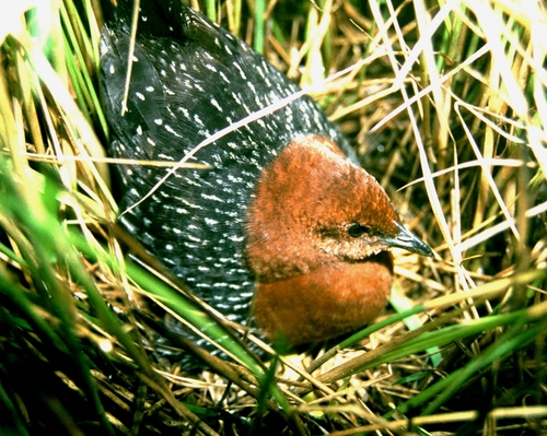 iNaturalist: (c) Duncan McKenzie, some rights reserved (CC BY-NC), uploaded by Duncan McKenzie iNaturalist image