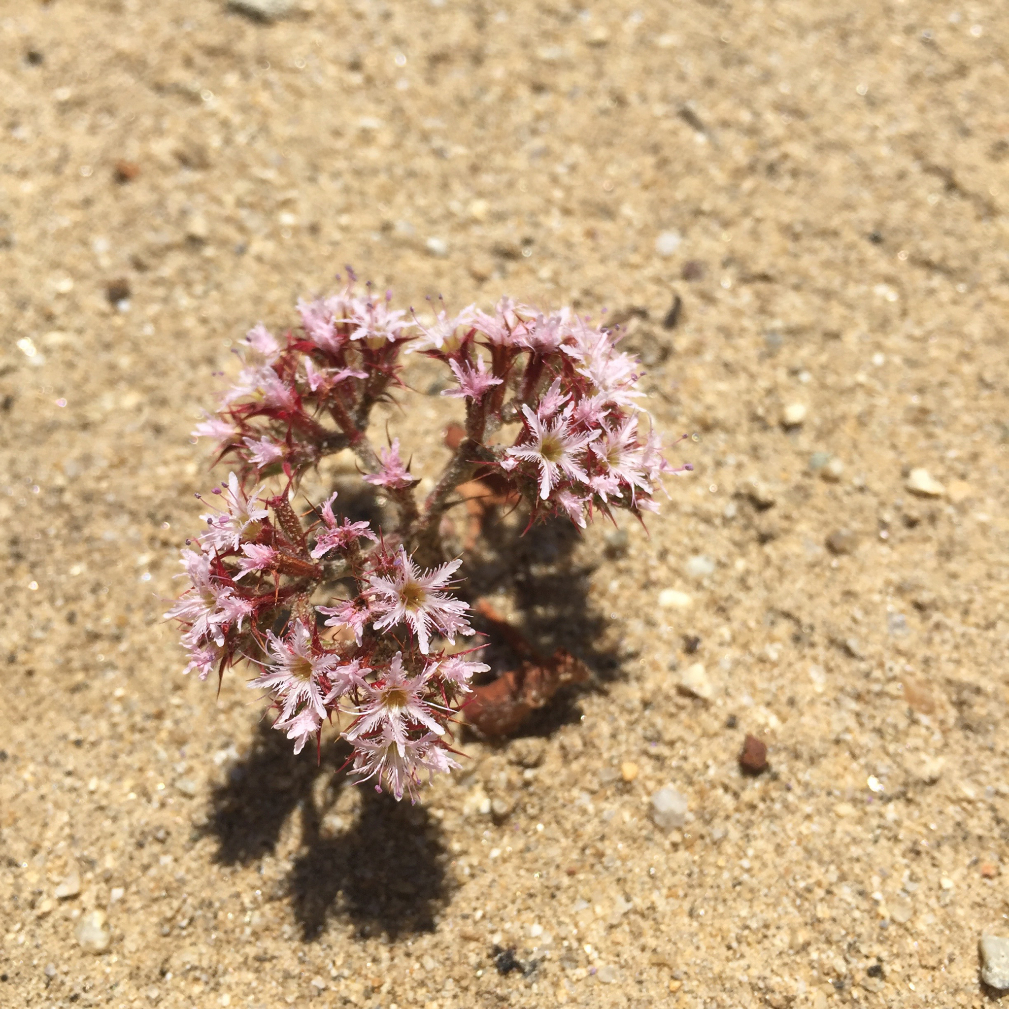 Chorizanthe fimbriata var. fimbriata