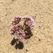 Chorizanthe fimbriata fimbriata - Photo 由 madge 所上傳的 (c) madge，保留部份權利CC BY-NC