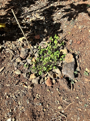 Marsilea villosa observed 2024-05-02