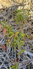 Billardiera cymosa