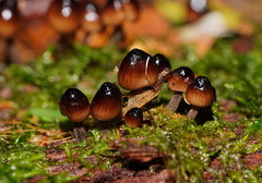 Mycena mulawaestris