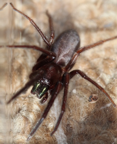 Tube-dwelling Spider