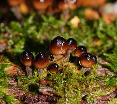Mycena mulawaestris