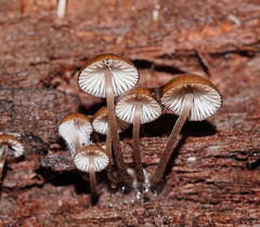 Mycena mulawaestris