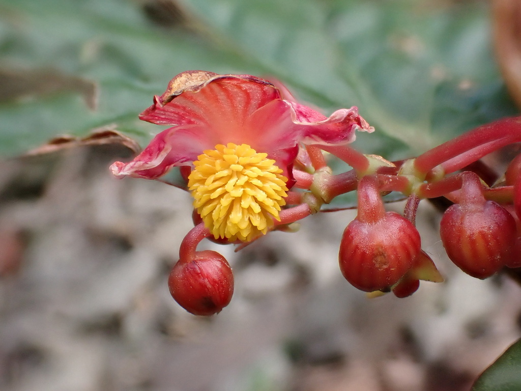 Begonia hatacoa; photograph author not stated, no rights reserved