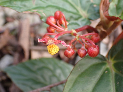 Begonia hatacoa, photograph 5