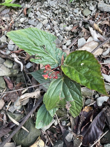 Begonia hatacoa, photograph 6