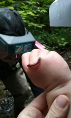 Kepolydesmus anderisus
