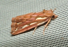 Meyrickella torquesauria