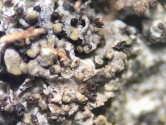 Epicladonia stenospora