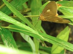 Asota plaginota