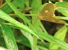 Asota plaginota