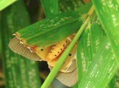 Asota plaginota