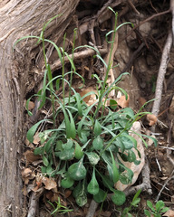 Silene danaensis