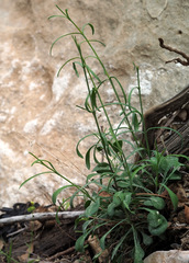 Silene danaensis