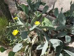 Opuntia anahuacensis