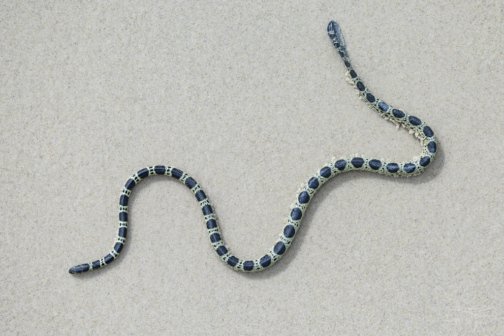 Elegant Sea Snake from Bribie Island National Park and Recreation Area ...